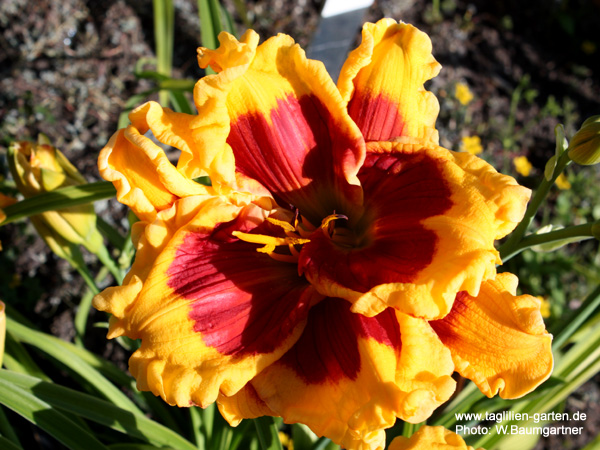 catalog/images/startseite/Connie cant have it.jpg